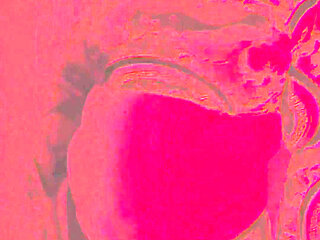 Red Light Nikki Cakes