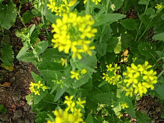 Bengali Wife First Time Video - Wet Pussy fingering 2026