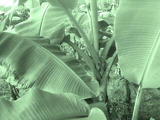 Big ass indian couple village sex