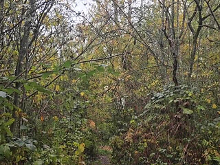 He's in heat again outdoors, his nipples are erect and his penis is dripping wet. He's posing naked on the bridge.