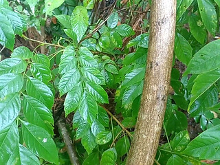 Nepali Jungle Vloge Sali Vena Sex Video