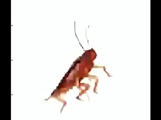 Carlos (Send me on my way Low quality) Meme