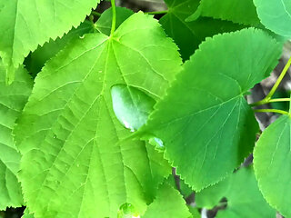 Thick Dick Outdoor Cumshot and Close up Looking on Cum