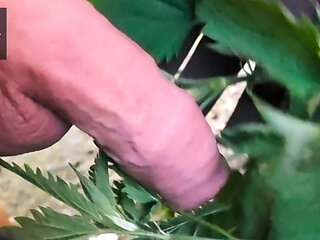Fun mit Brennessel - Fun with stinning nettles