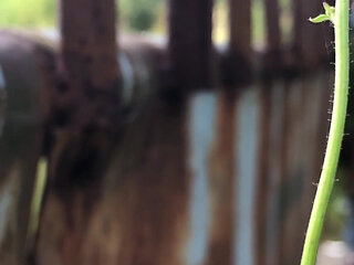 How I Love Summer for the Opportunity to Fuck in the Bushes