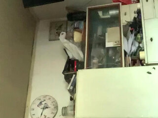 Naked alone in the house at the day