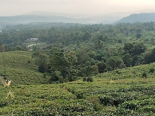 Walking Through a Beautiful Tea Plantation  Relaxing Nature Adventure