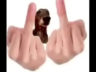 cachorro arrombado