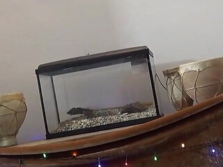 Cheating with the Young Builder Gets Shooting Star a Big Discount