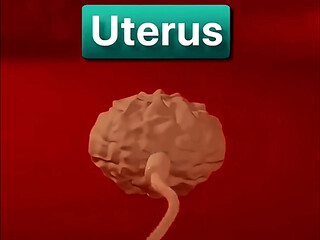 How does conception happen inside the human body?