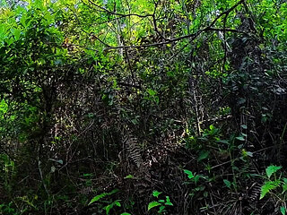 Sex with a Tourist on a Forest Trail