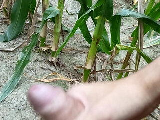 Jerking off in a cornfield