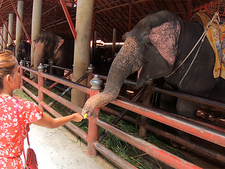 Feeding elephants and sex at home after