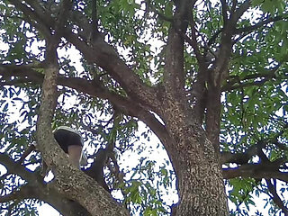 Mango tree and boy !
