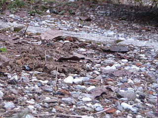Digging Dirty Miry Gravel in My High Heeled Puckled Pumps