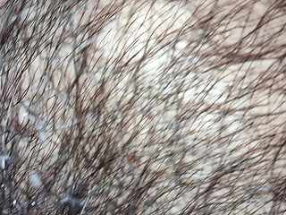 Suck My Hairy Pointy Nipples