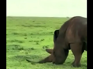 Rhino