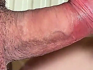 Blowjob - Sucking a Fantastic Penis Close up