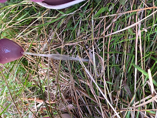 Close view of a girlcock peeing