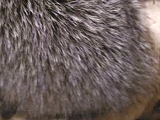 Fox fur mittens masterbation furry coat cum