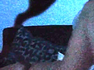 Doggy During Hot Summer Nights