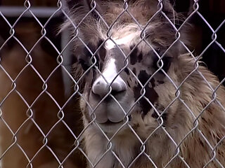 Brittney Fucked Hard by a Big Cock