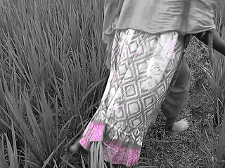 Deshi Outdoor bangli Video Rice field Working & Loving Together