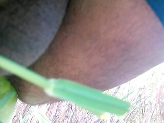 Wheat fields in mustard fields. Fuck my ass big cock vegiteble sex