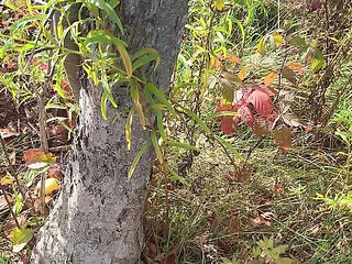 Perfect Body Tiny Petite Hana