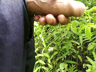 Beautiful Playing Cock in the Garden