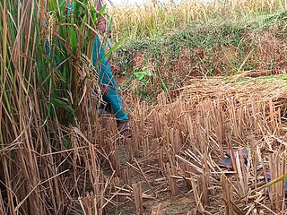 When the husband went on tour, the stepbrother&#039;s wife went to the field to cut paddy and Jeth ji picked up the saree from b