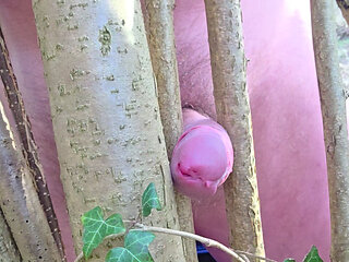 Horny alone in the forest, a hazel bush gets popped