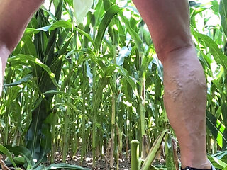 Cornfield