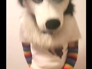 cute femboy doggo jumping on a ball with a little