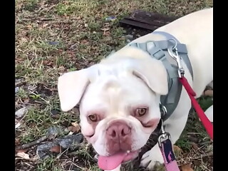 WALKING DOG