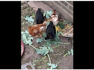 Our Chicks Love Brocoli