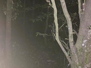 In the woods
