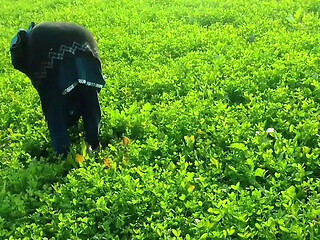 Abida Parveen Gets Fucked Hard in Khet, Then Stopped When Someone Comes