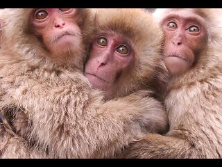 Evangelion Hentai - Misatothreesome Blowjob and Fuck - Anime Manga Japanese Asian Porn