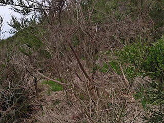 Naked Walk Into The Dunes