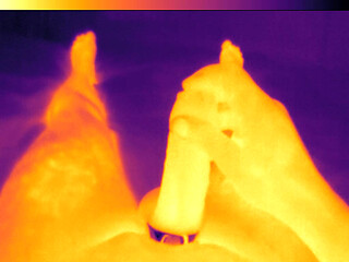 Jerking off with cock ring on thermal camera