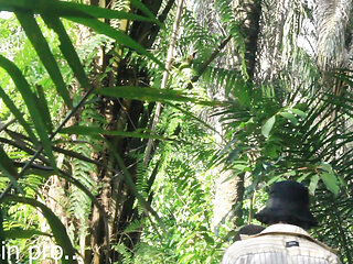 African lovers in bush fucking