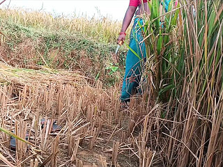 For the first time, I had a lot of fun fucking my sister-in-law alone in the paddy fields