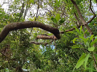 FRIEND I CAUGHT IT IN THE FOREST AND I PUT MY COCK VERY HARD GIVING A SIP INSIDE MY ASS