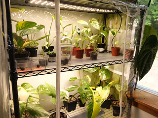 Moving My Plants Indoors