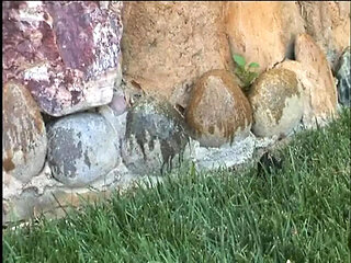 Hawaiian Honey Big Tits Blowjob - Episode 8 Hot Vintage HD