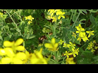 Hot Desi Boudi Homemade   Hardcore Bangla Boudi Devar Sex With Loud Moans And Cumshot