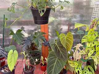 Spring Greenhouse Tour