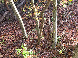 Big Bear Hunting in the Treestand