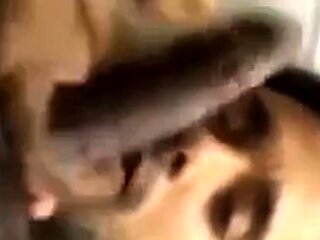 Indian Amateur Sucks a Big Black Cock